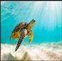 World Turtle Day thumbnail